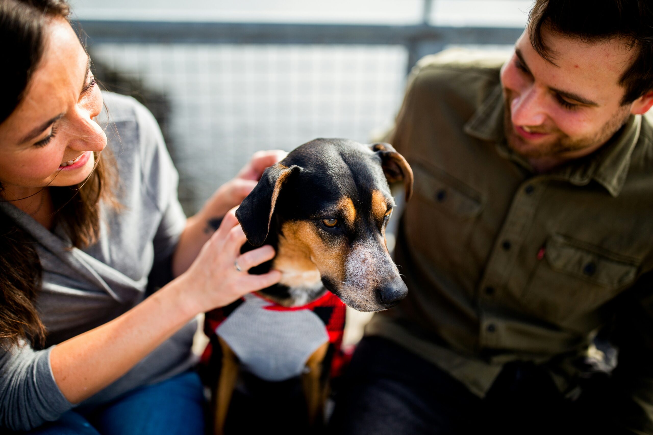 Las 10 cosas mas importantes que debes saber antes de adoptar