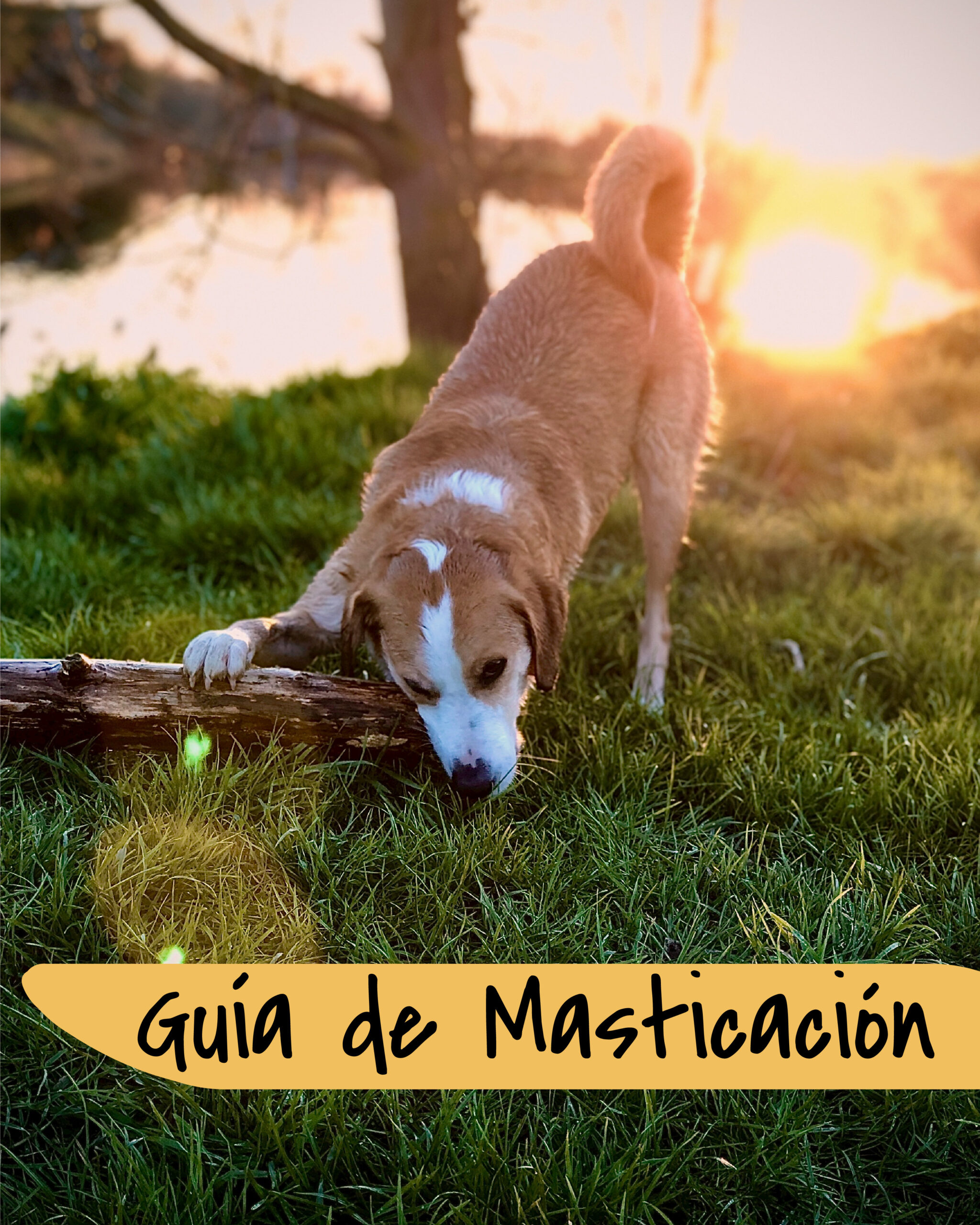 Guía de Masticación
