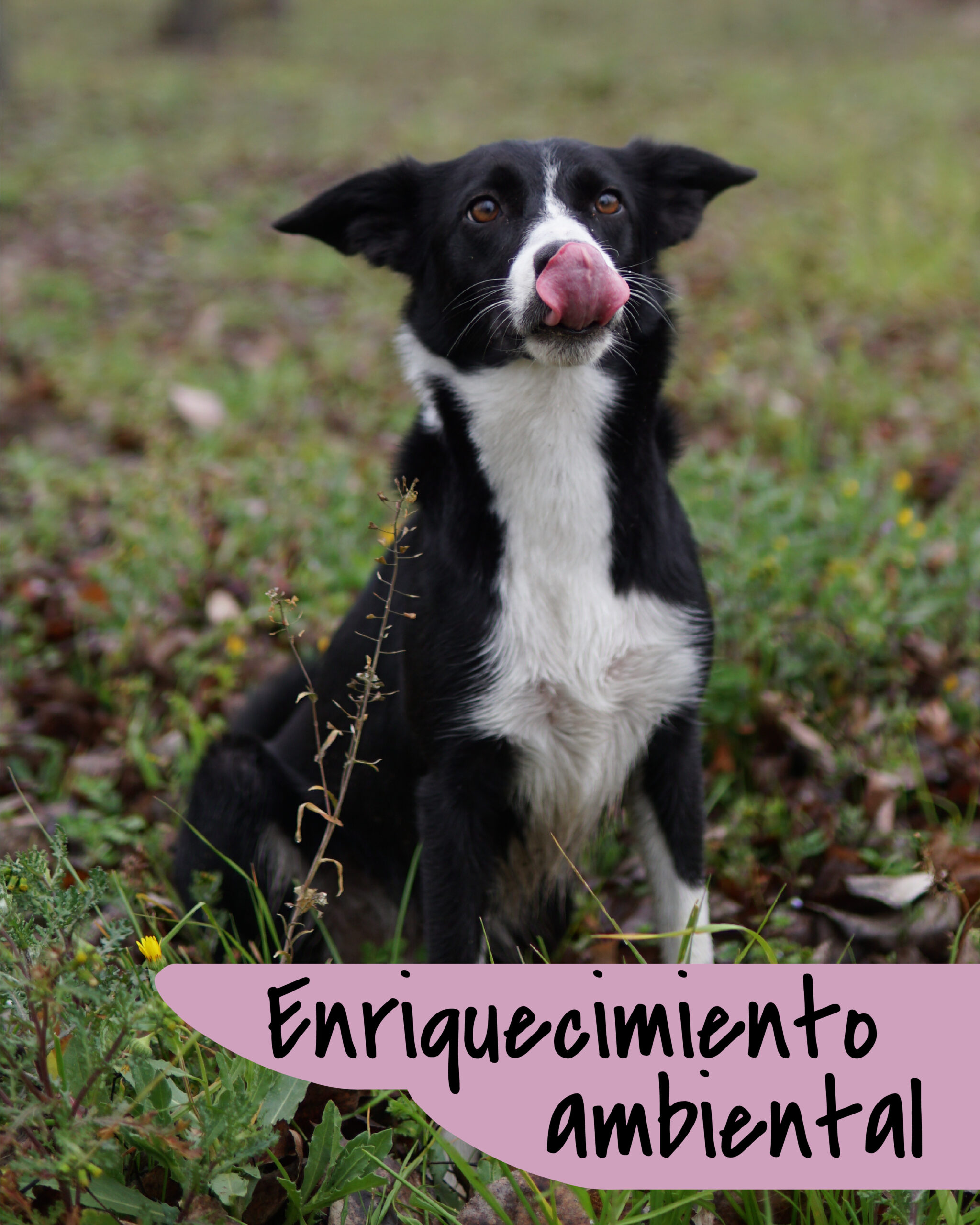 Enriquecimiento Ambiental